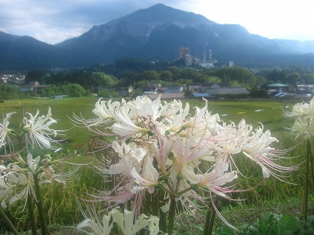 寺坂棚田