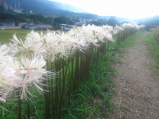 寺坂棚田