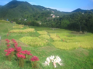 寺坂棚田