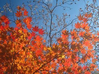 燃えるような紅葉
