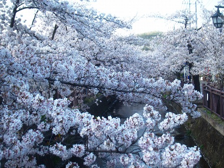 八瀬川の桜
