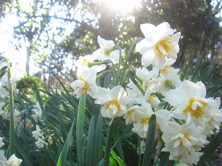 吾妻山公園