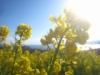 吾妻山公園