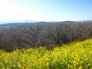 吾妻山公園