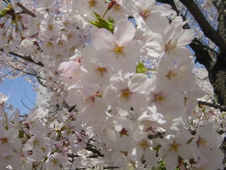 \CVmEAbv