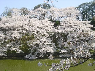 璹̍