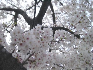 璹̍