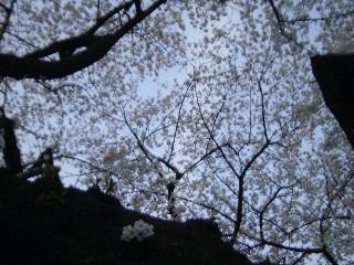 璹̍