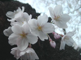 璹̍
