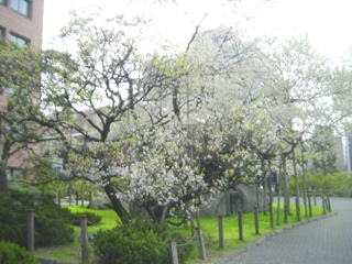 Ί