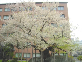 Ί