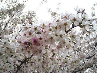 Vh䉑̍