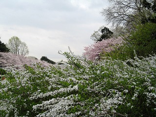 Vh䉑̍