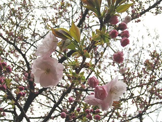 Vh䉑̍
