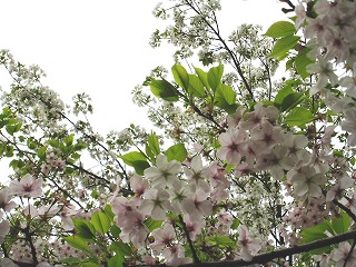 Vh䉑̍
