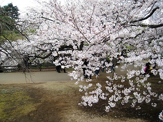 Vh䉑̍
