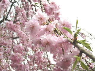 Vh䉑