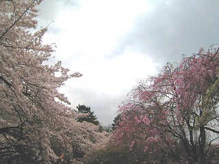 Vh䉑̍