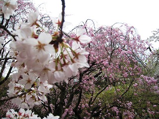 Vh䉑̍
