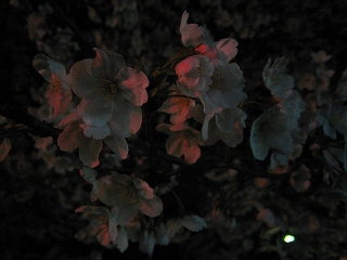 ̍