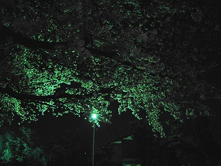 ̍