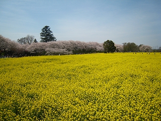 ̍