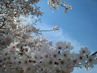 ̍
