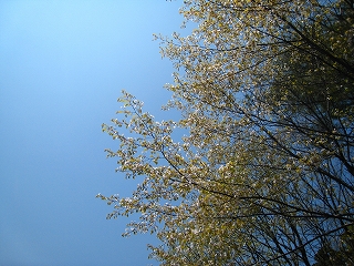 Ht