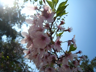 Ht