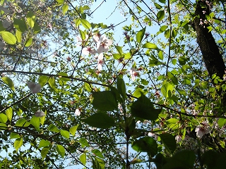 Ht