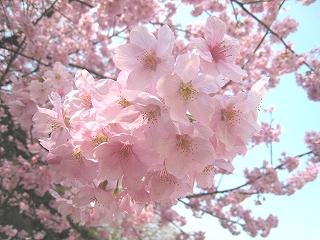 Vh䉑