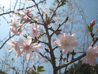 Vh䉑
