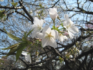 Vh䉑