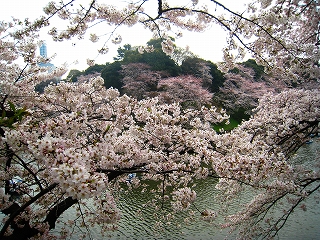 璹