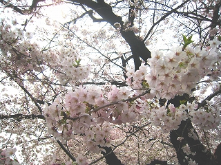 璹