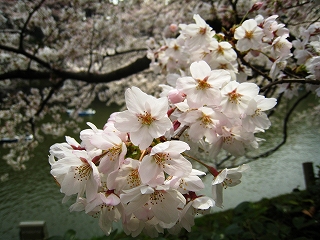璹