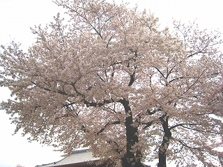 r{厛