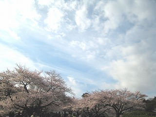 璹