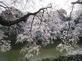 璹