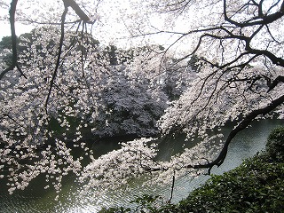 璹