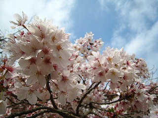 펛