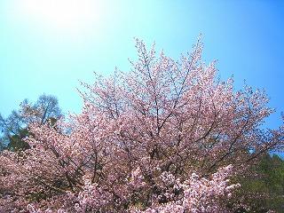 ILm