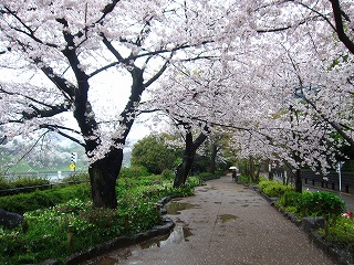 璹