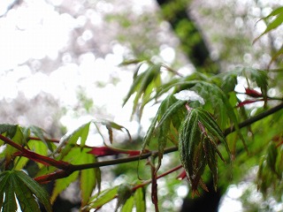 璹
