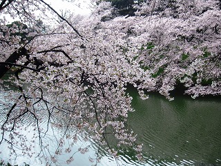 璹