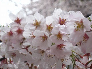 璹