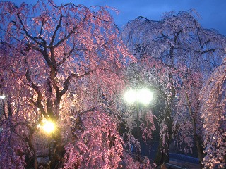 弘前公園の夜桜