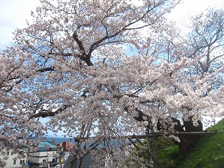 天神坂のソメイヨシノ