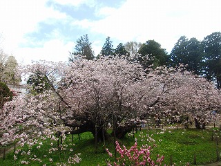 光善寺・血脈桜