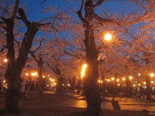 五稜郭公園外の桜